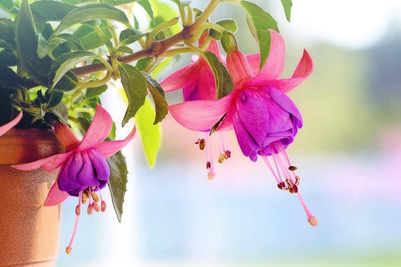 Hanging Garden